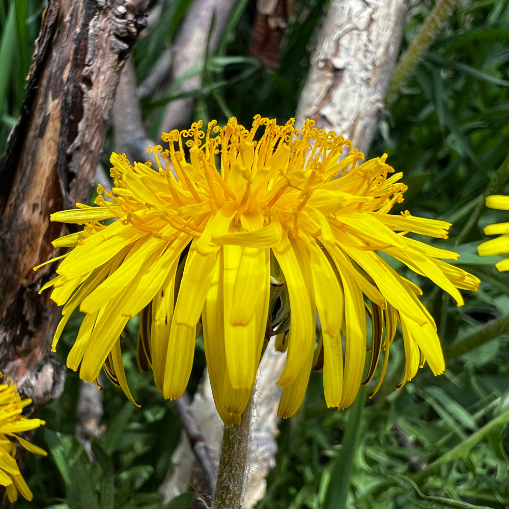 The Controversies of Dandelions: From Beauty to Nuisance